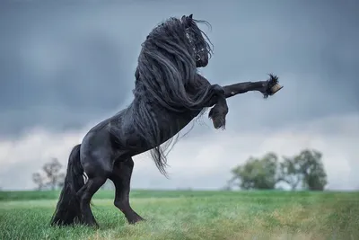 Черный фриз конь | Смотреть 14 фото бесплатно