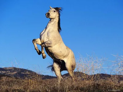 Картинка Конь на дыбах » Лошади » Животные » Картинки 24 - скачать картинки  бесплатно