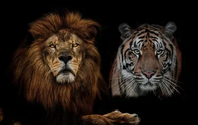 Кто сильнее лев или тигр, кто победит в битве – сравнение льва и тигра