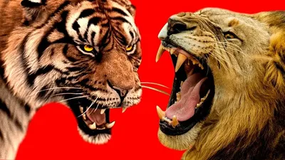 Тигр против Льва! | 🌈Спектр жизни🌈 | Дзен