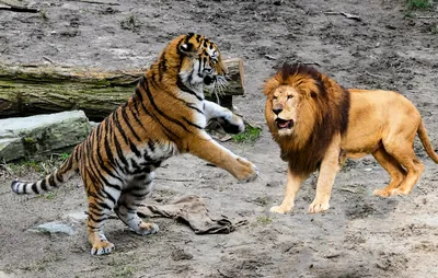 Почему лев проигрывает в драке с тигром | Заметки о животных | Дзен