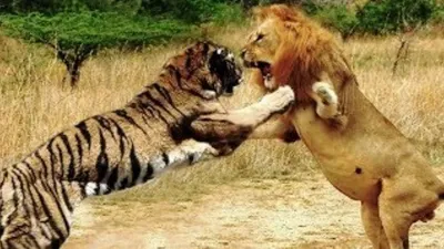 Лев против Тигра - Кто Сильнее? (Реальные Кадры Схваток) - YouTube