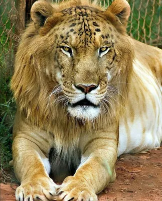 Как тигр \"отфотошопил\" льва