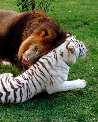 Лев и тигр - 48 фото