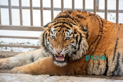 Мариупольский зоопарк готовится встречать год Тигра: как живут, что едят и  с кем играют большие кошки? / PR.UA . Мариуполь
