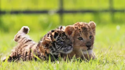 Львенок и тигренок подружились в японском зоопарке African Safari | GQ  Россия