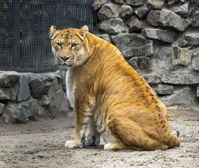 Гибрид льва и тигра: лигр, тигон, лилигр, литигон, фото метисов