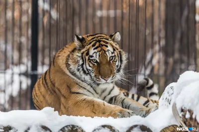 Тигров и Львов - 31 фото
