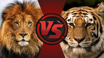 Тигр против льва. Кто победит? + ВИДЕО | наши любимцы | Дзен