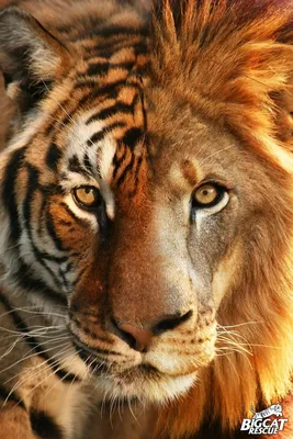 Портреты тигров, львов и леопардов | FotoRelax
