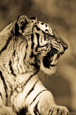 Тигр Лев, Семья львов тигров Тигры львы Статуэтка под бронзу Размер 10*5,5  см, цена 121 грн — Prom.ua (ID#1363756898)