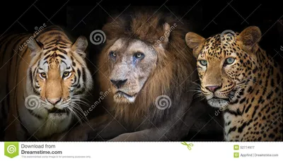 Очень красивые фото тигров, львов, гепардов, пантер, пум, рысей... (95  обоев) » Обои для рабочего стола, красивые картинки. Ежедневно