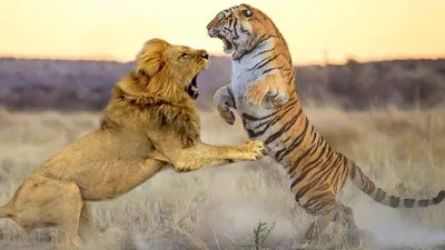 Битва льва и тигра | Смотреть 19 фото бесплатно
