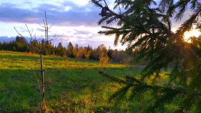 Майская природа России в лесу. Закат солнца. Живой звук природы, пение птиц  в дикой природе - YouTube