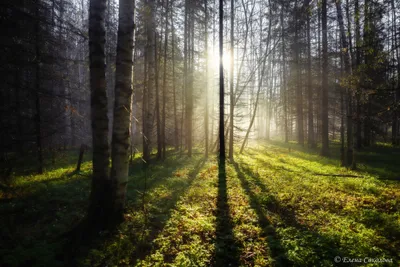 Майский лес. Фотограф Соколова Елена