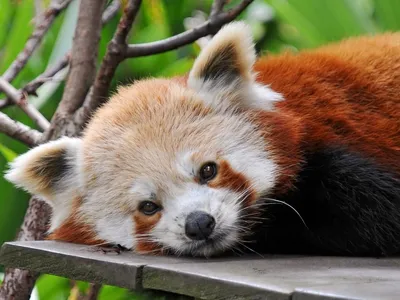 Firefox или Малая Панда