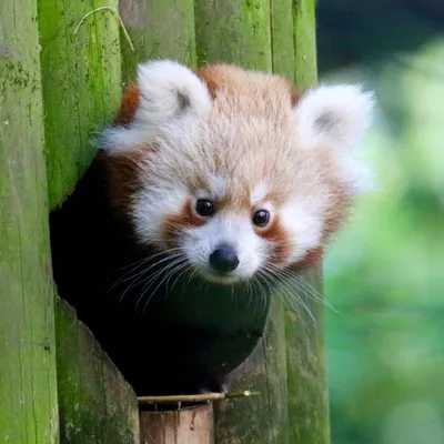 В зоопарке города Бенхэм родился мальчик малой панды - Животное панда:  энциклопедия, все про панду!