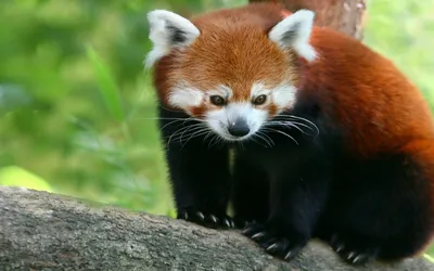 Firefox или Малая Панда