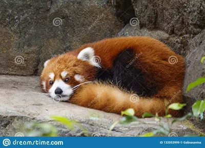 Панда малой панды красная стоковое изображение. изображение насчитывающей  ухо - 132053999