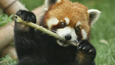 Малая панда (красная): поведение, образ жизни, интересные факты
