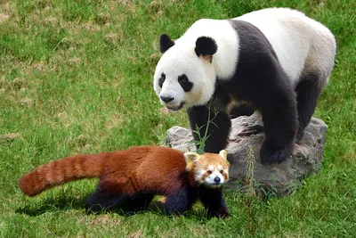 10 интересных различий между большой и малой пандами | Приключения  натуралиста | Дзен