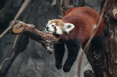 Красная панда: фото и подборка интересных фактов о малой панде
