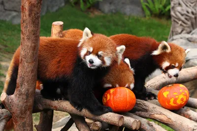 Рыжая малютка-панда. Обсуждение на LiveInternet - Российский Сервис  Онлайн-Дневников