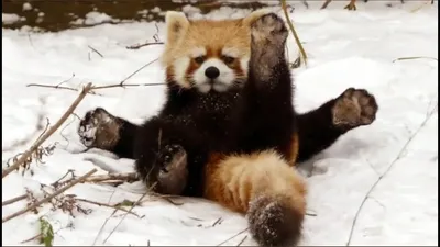 ТОП 5 Лучшие видео. Красная панда и первый снег. Red Panda and snow. -  YouTube