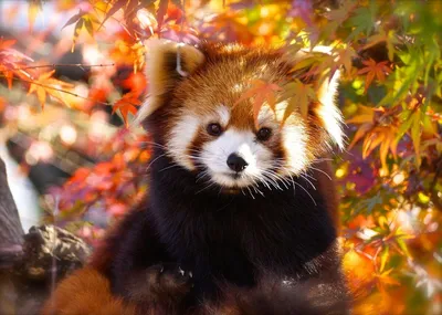 Малая панда - хищник, любящий бамбук! | Живое в природе | Дзен