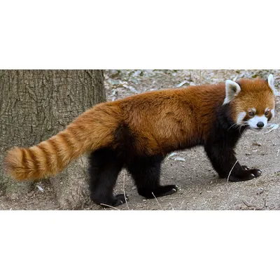 Малые панды (Ailurus) | LifeCatalog