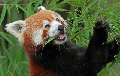Сколько стоит живая красная панда и можно ли купить ее в России? | КАА |  Дзен