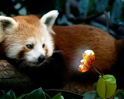 Красная панда » uCrazy.ru - Источник Хорошего Настроения
