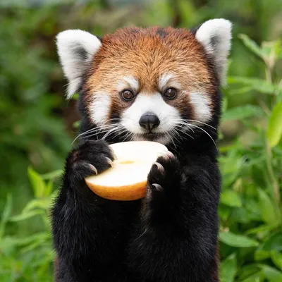 Международный День малой панды | Зооляндия