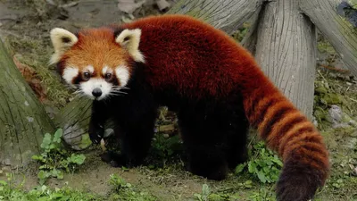 Красная панда: рыжая, енотовидная, как выглядит, описание, фото, виды, где  обитает и чем питается малая панда.