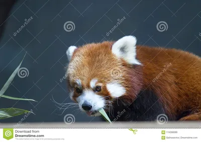 Панда малой панды красная стоковое изображение. изображение насчитывающей  коготь - 114266099