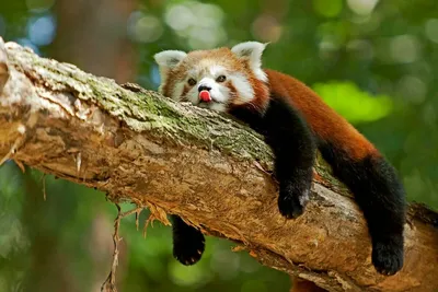 Самое милое животное планеты. Знакомтесь-Малая панда! | Природа и человек!  | Дзен