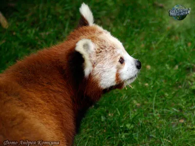 Малая панда: единственная в своем семействе - Рассказы о животных |  Некоммерческий учебно-познавательный интернет-портал Зоогалактика
