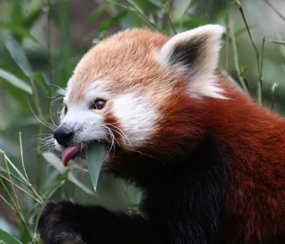Красная панда (лат. Ailurus fulgens) , фотографии красной или малой панды