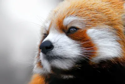 Firefox или Малая Панда | Panda roux, Animaux les plus mignons, Animaux  beaux