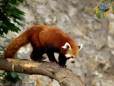 Малая панда: единственная в своем семействе - Рассказы о животных |  Некоммерческий учебно-познавательный интернет-портал Зоогалактика