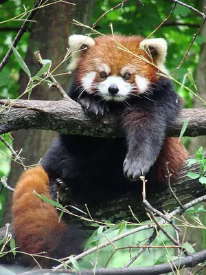 Малая красная панда (57 лучших фото)