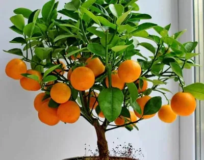 🍊 Как вырастить мандарин из косточки в домашних условиях своими руками,  уход за домашним мандарином