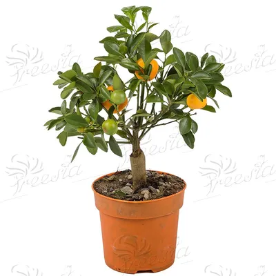 Мандариновое дерево – «Freesia»
