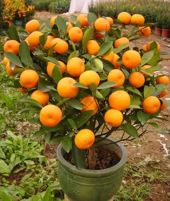 Как вырастить лимонные, апельсиновые и мандариновые деревья - 20 фото  правильного ухода за ними