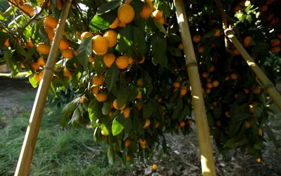От мандаринового дерева до прилавка: как выращивают новогодний фрукт -  01.01.2016, Sputnik Узбекистан
