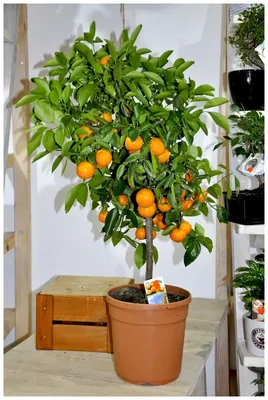 Мандариновое дерево домашнее Сацума (70-80см/D21/Штамбовая) — купить в  интернет-магазине по низкой цене на Яндекс Маркете
