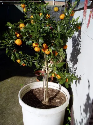 Домашний мандарин из косточки: от А до Я. Уход и выращивание в домашних  условиях. Фото — Ботаничка