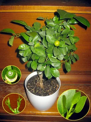 Мандариновое дерево: 80 фото выращивания. Посадка и уход в домашних условиях