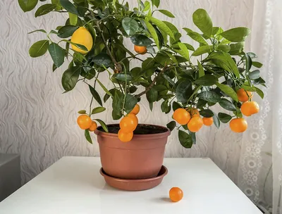 Пересадка мандаринового дерева в домашних условиях: пошаговое руководство к  использованию Вдохновение - Lechuza.Moscow