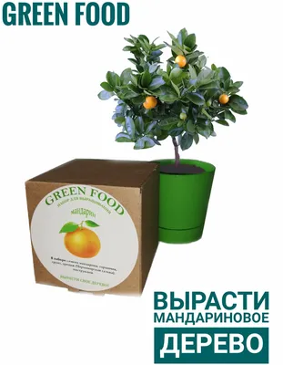 Купить семена мандаринового дерева для комнатного выращивания — купить по  низкой цене на Яндекс Маркете